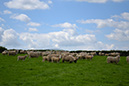 21_Sheep 2